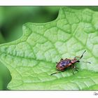 Ein kleiner Käfer auf Wanderschaft :-)