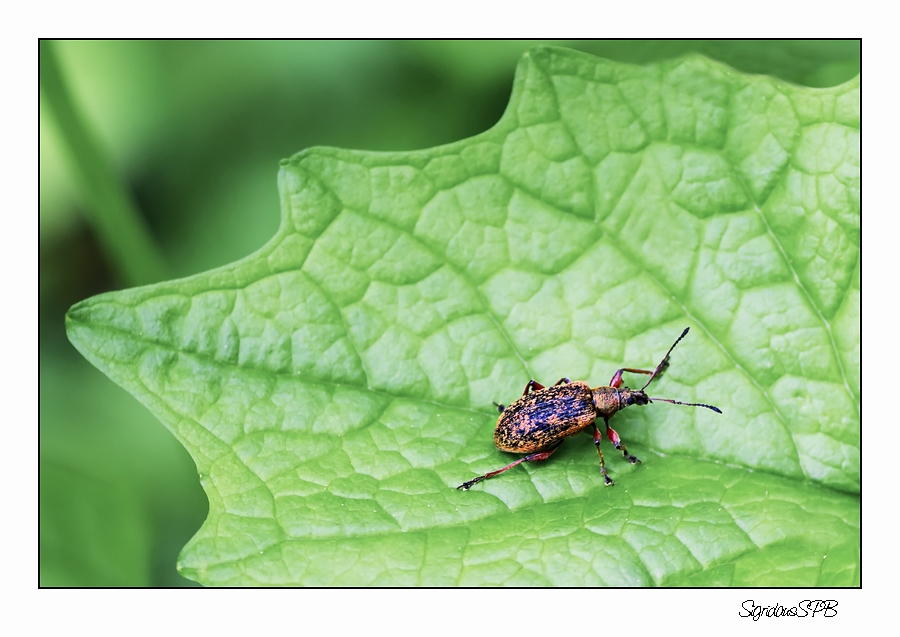 Ein kleiner Käfer auf Wanderschaft :-)