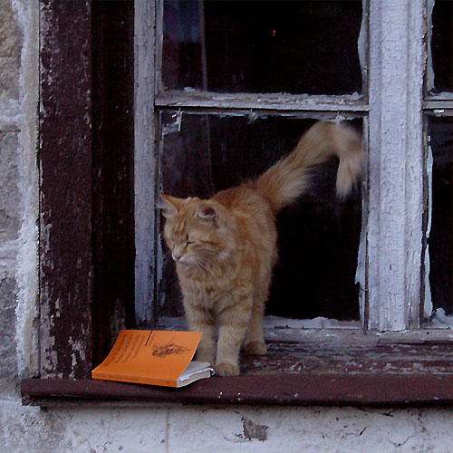 Ein kleiner Kater auf der bulgarischen Berghütte Hizha Vihren (14.VIII.2007)