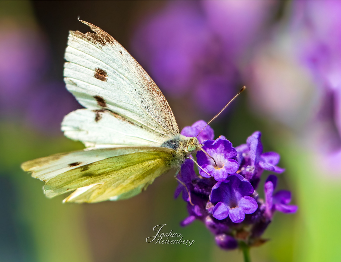 Ein kleiner Kohlweißling setzt sich auf Lavendel