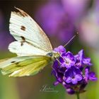 Ein kleiner Kohlweißling setzt sich auf Lavendel