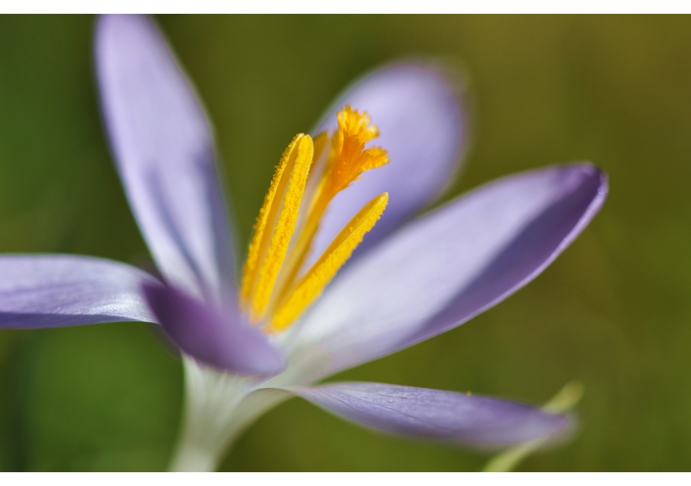 ... ein kleiner Krokus badet in der ersten Frühlingssonne...