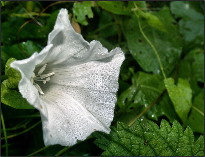 Ein kleiner Lichtblick am Wegesrand