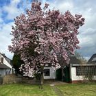 Ein "kleiner" Magnolienbaum.