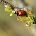 Ein kleiner Marienkäfer