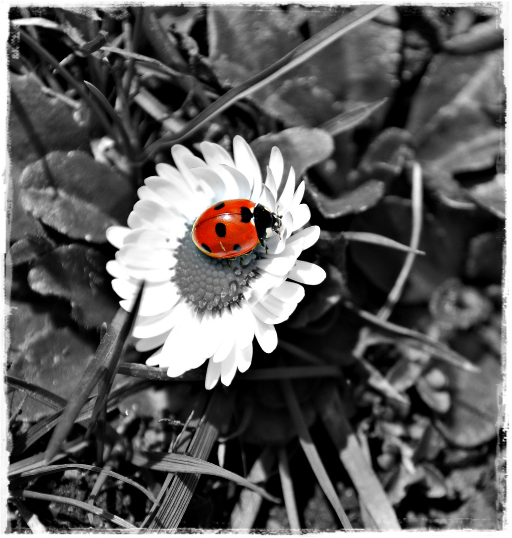 Ein Kleiner Marienkafer Foto Bild Colorkey Bearbeitungs Techniken Digiart Bilder Auf Fotocommunity