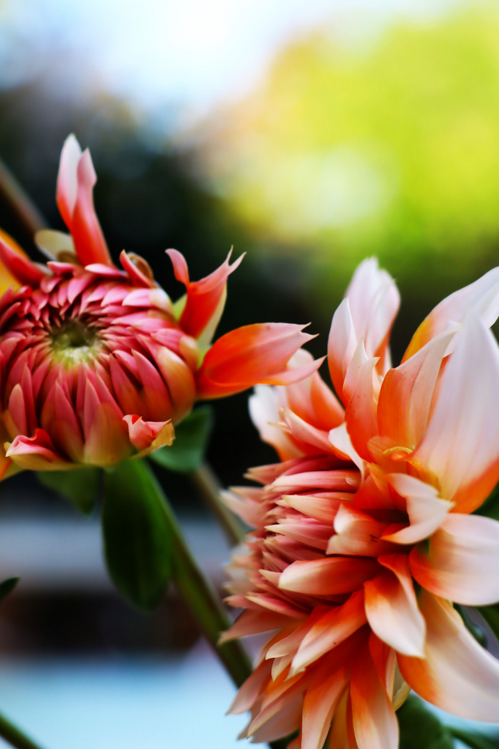 ein kleiner  Mittwoch s Blumen Gruß  für Euch