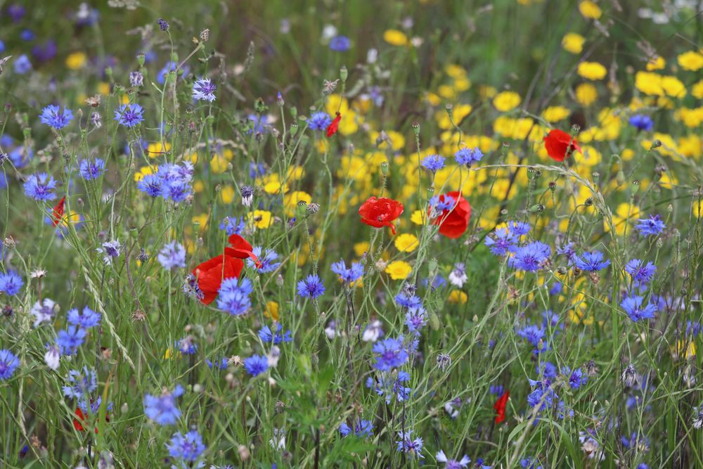 Ein kleiner Moment Sommer