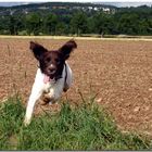 Ein "Kleiner Münsterländer" mit Flügeln