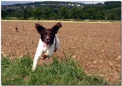 Ein "Kleiner Münsterländer" mit Flügeln