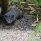 ein kleiner neugieriger marder