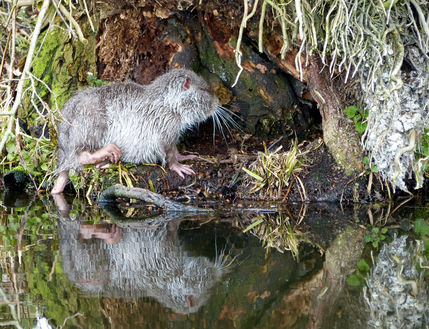 Ein kleiner Nutria spiegelt sich im Wasser 