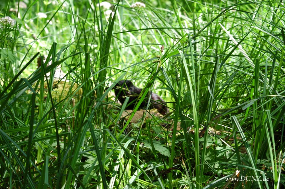 Ein kleiner Otter aus dem Spreewald