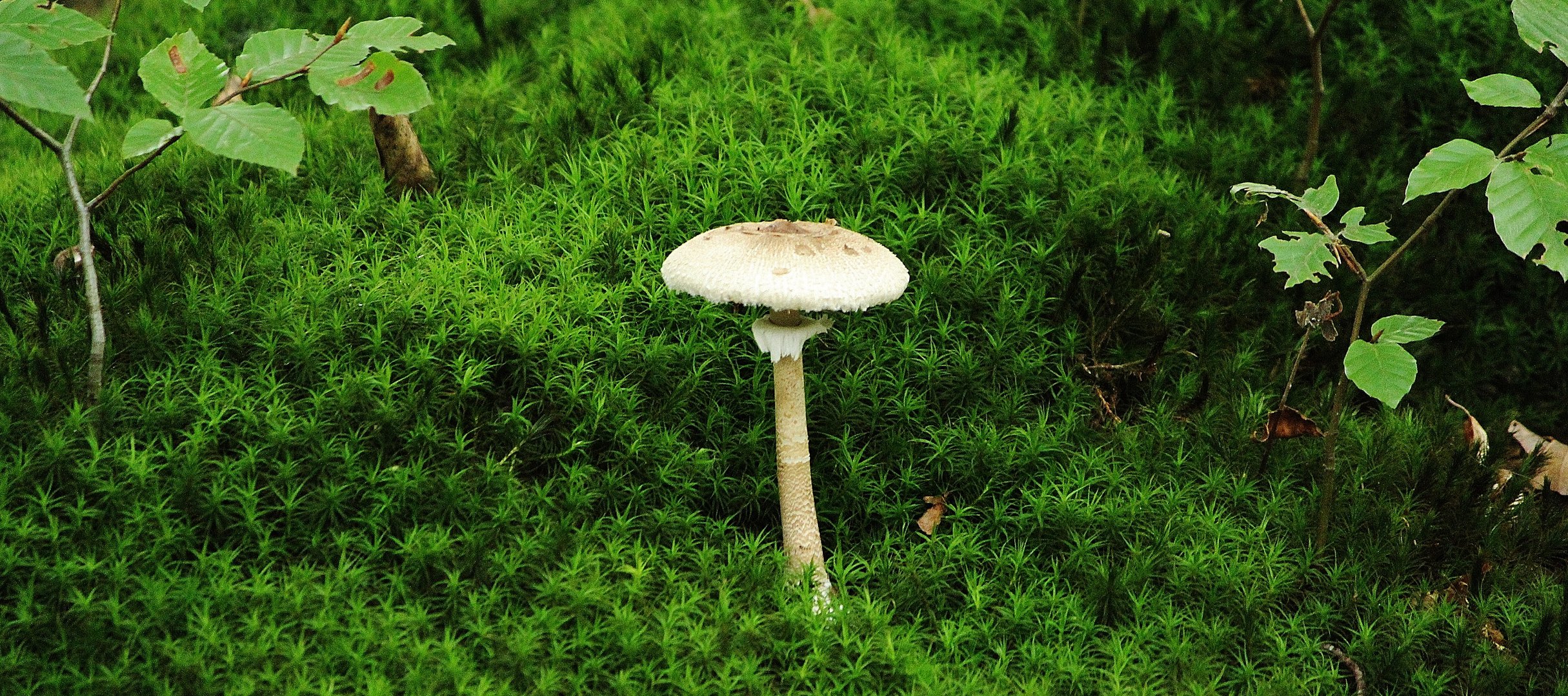 Ein kleiner Parasol