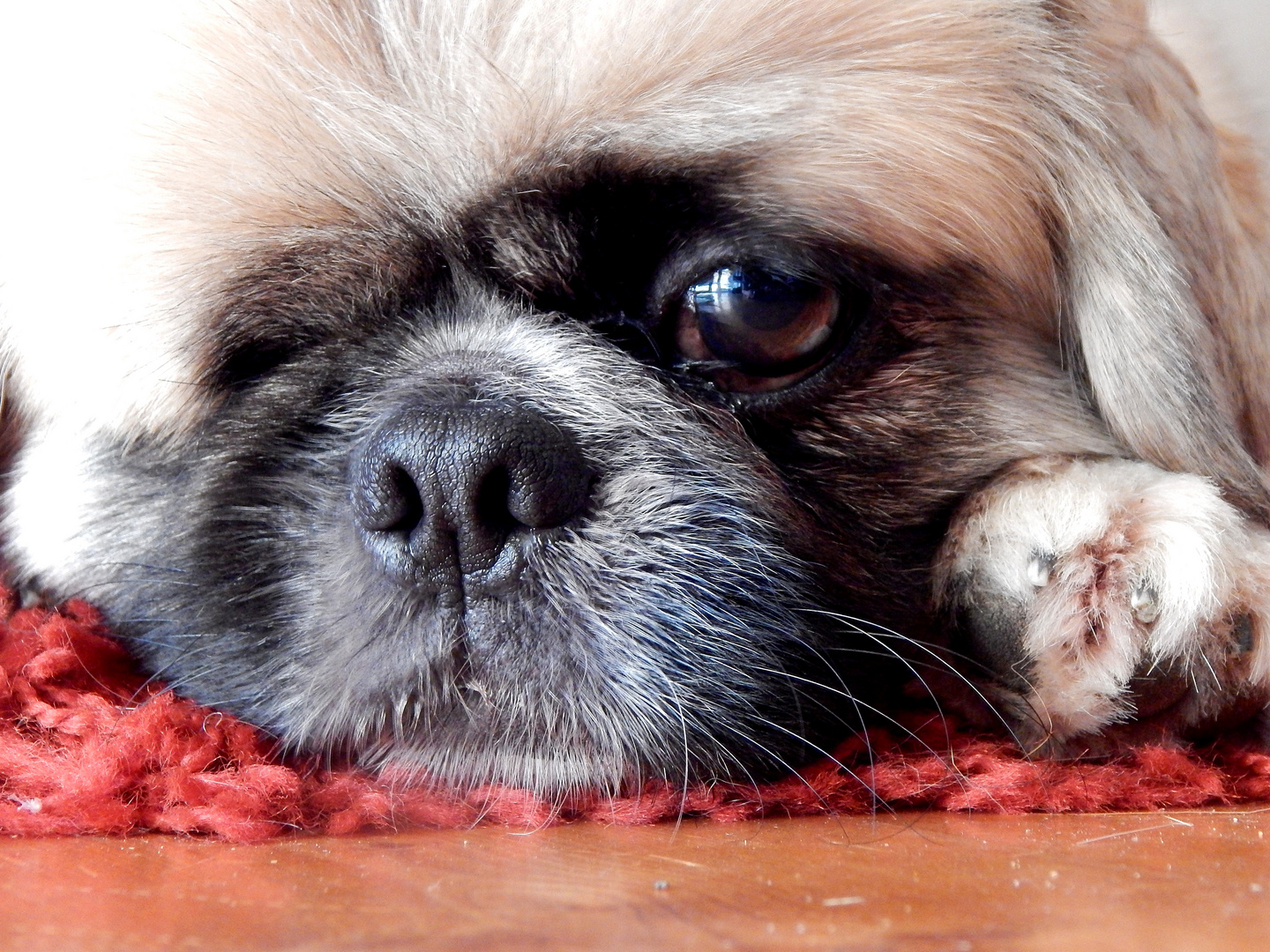 ein kleiner Pekinese, trotz nur einem Auge ein ganz wunderschönes Kerlchen