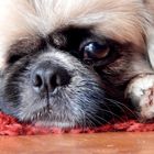 ein kleiner Pekinese, trotz nur einem Auge ein ganz wunderschönes Kerlchen