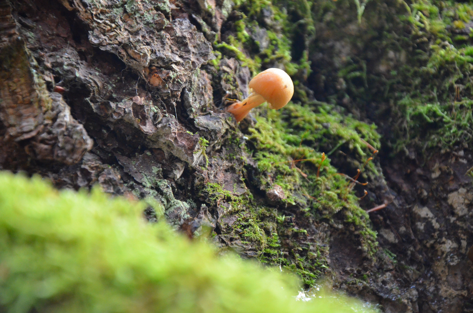 Ein kleiner Pilz