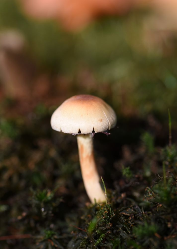 Ein kleiner Pilz ) Foto & Bild pflanzen, pilze & flechten, pilze