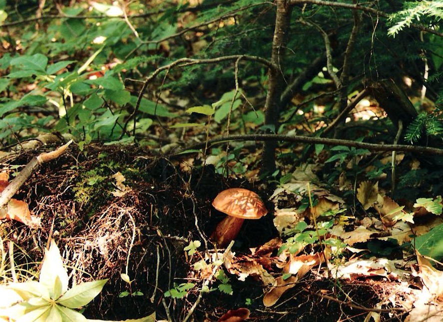 ein kleiner Pilz