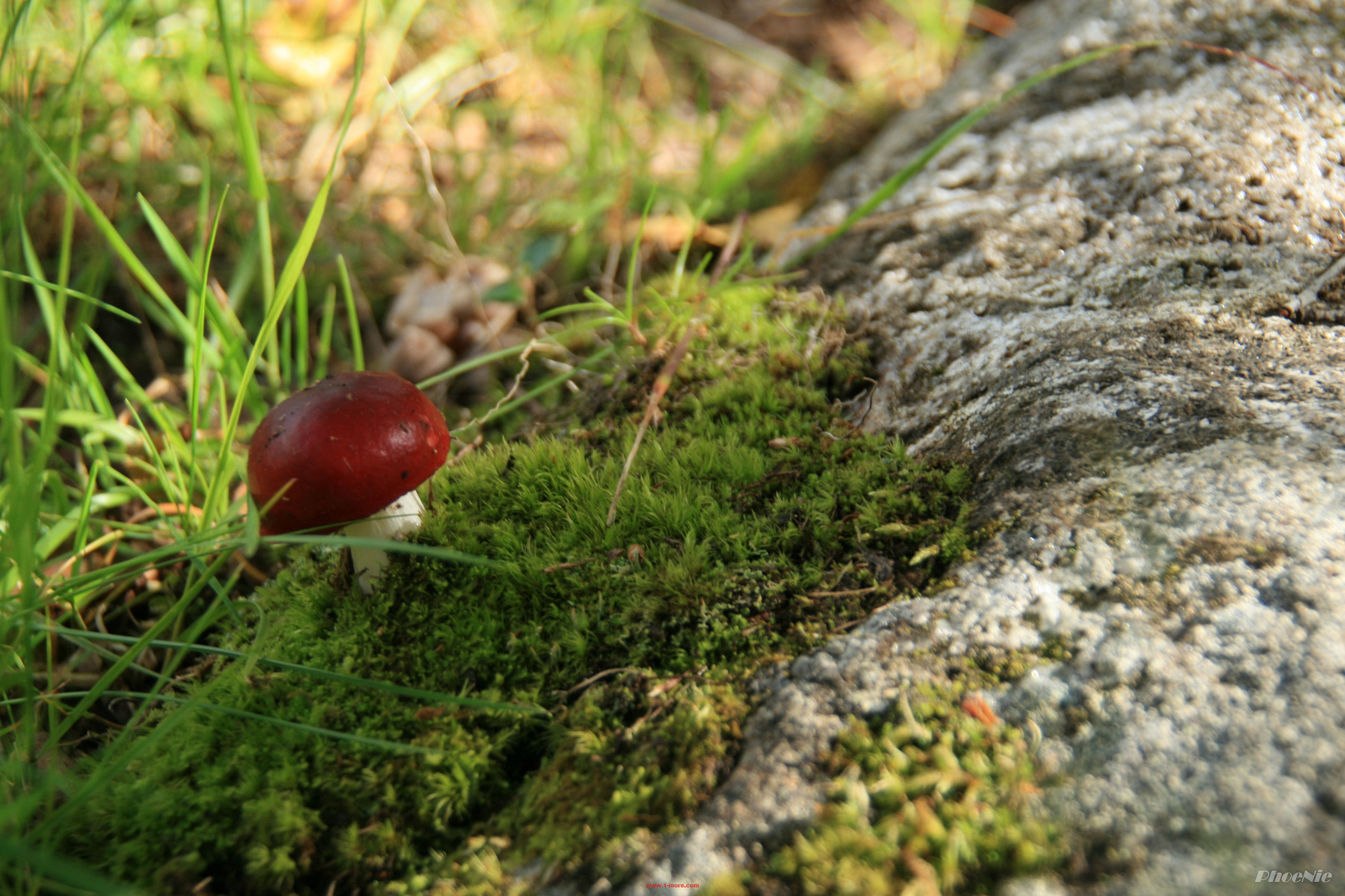 ein kleiner Pilz