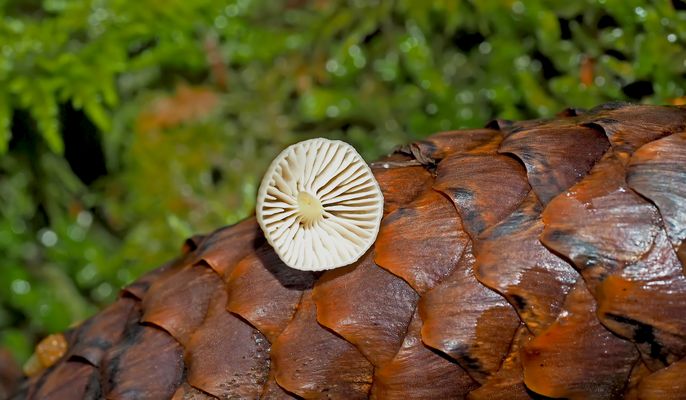 Ein kleiner Pilz, der auf einem Tannenzapfen gewachsen ist ...
