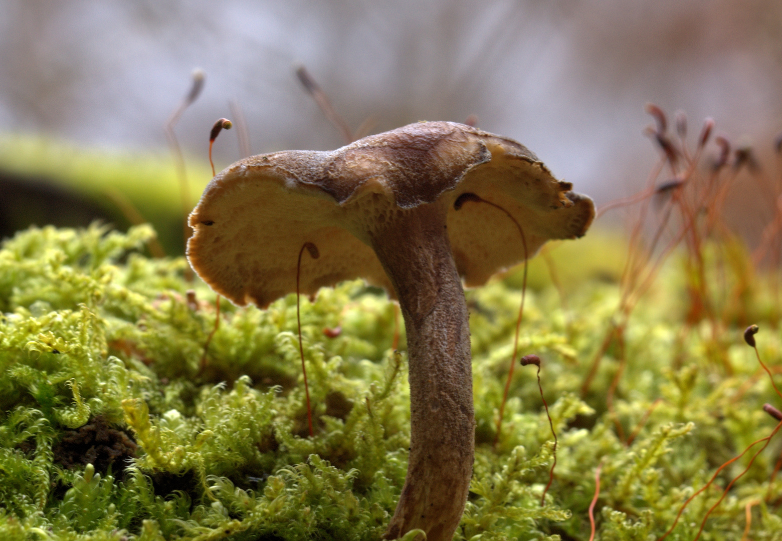 Ein kleiner Pilz im grünen Moos