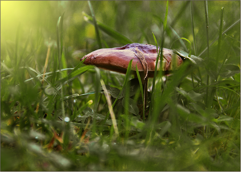 Ein kleiner Pilz im hohen Gras