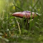 Ein kleiner Pilz im hohen Gras