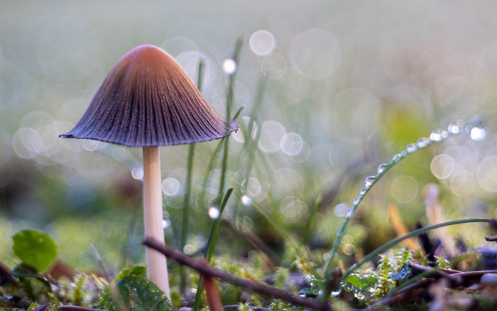 Ein kleiner Pilz in unserem Garten