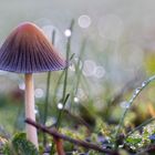 Ein kleiner Pilz in unserem Garten