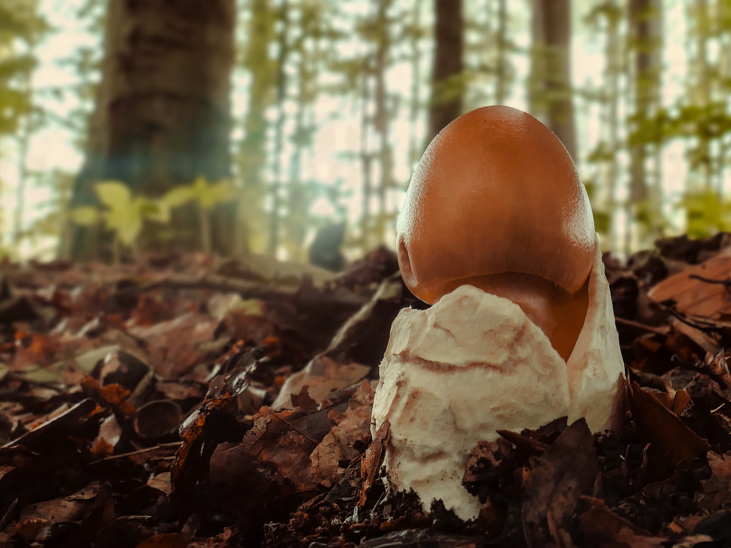 Ein kleiner Pilz steht im Walde
