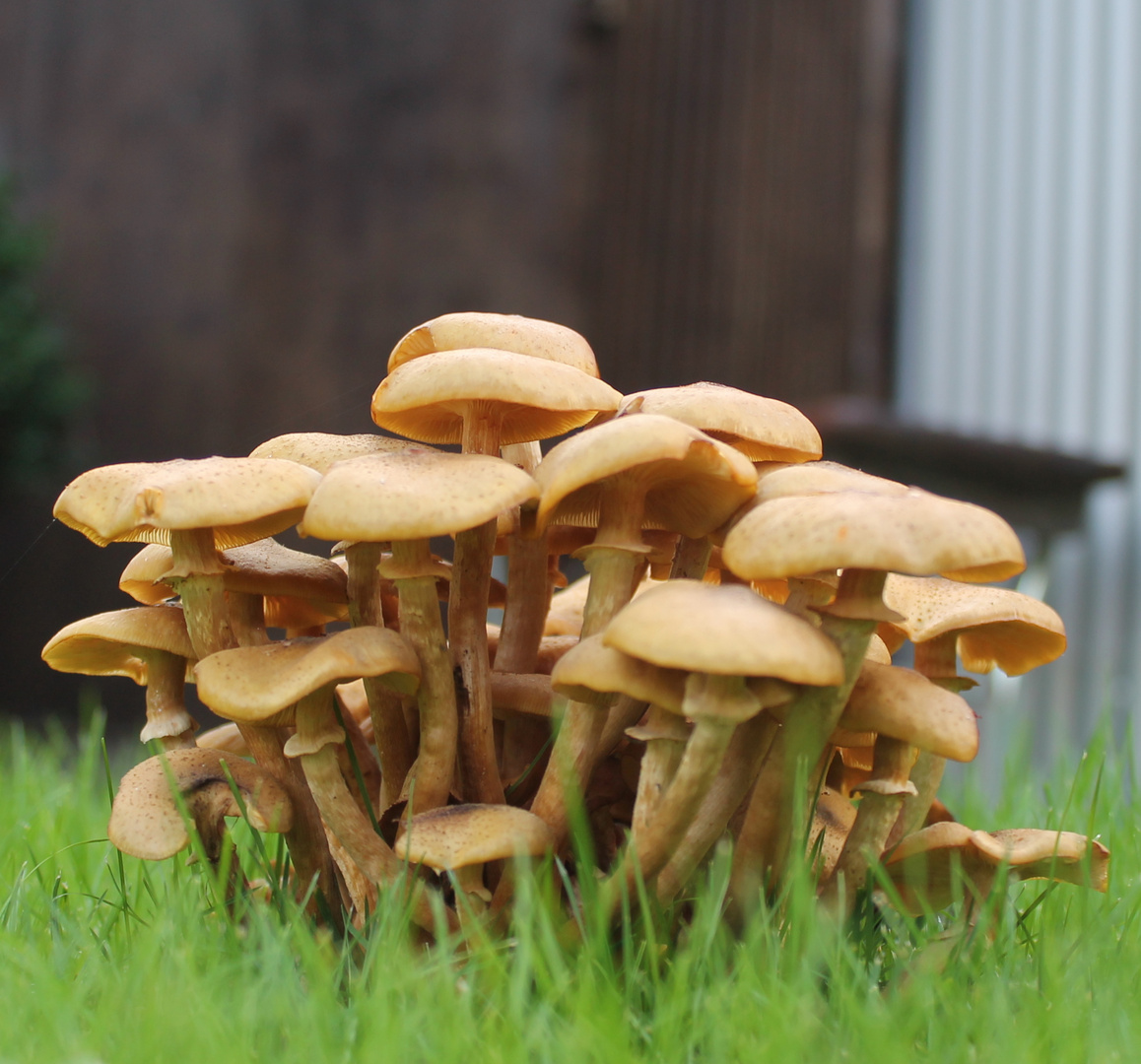 ein kleiner Pilzwald in meinem Garten