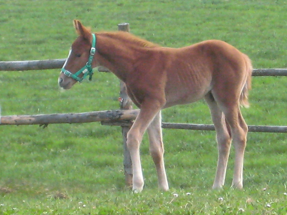 Ein kleiner Prinz