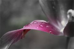 ein kleiner regen fällt....