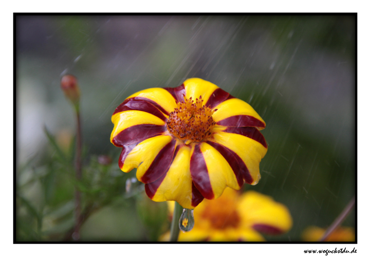 Ein kleiner Regenschirm :)