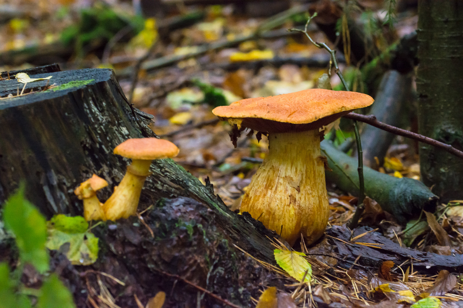 Ein kleiner Riese versteckt im Unterholz 