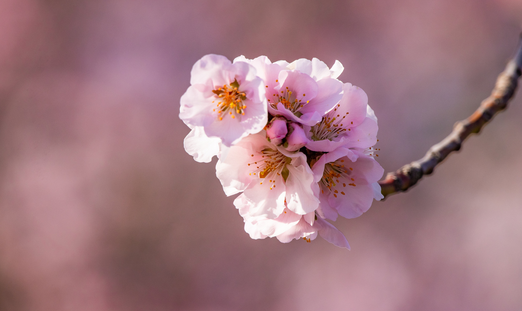 Ein kleiner rosa Traum