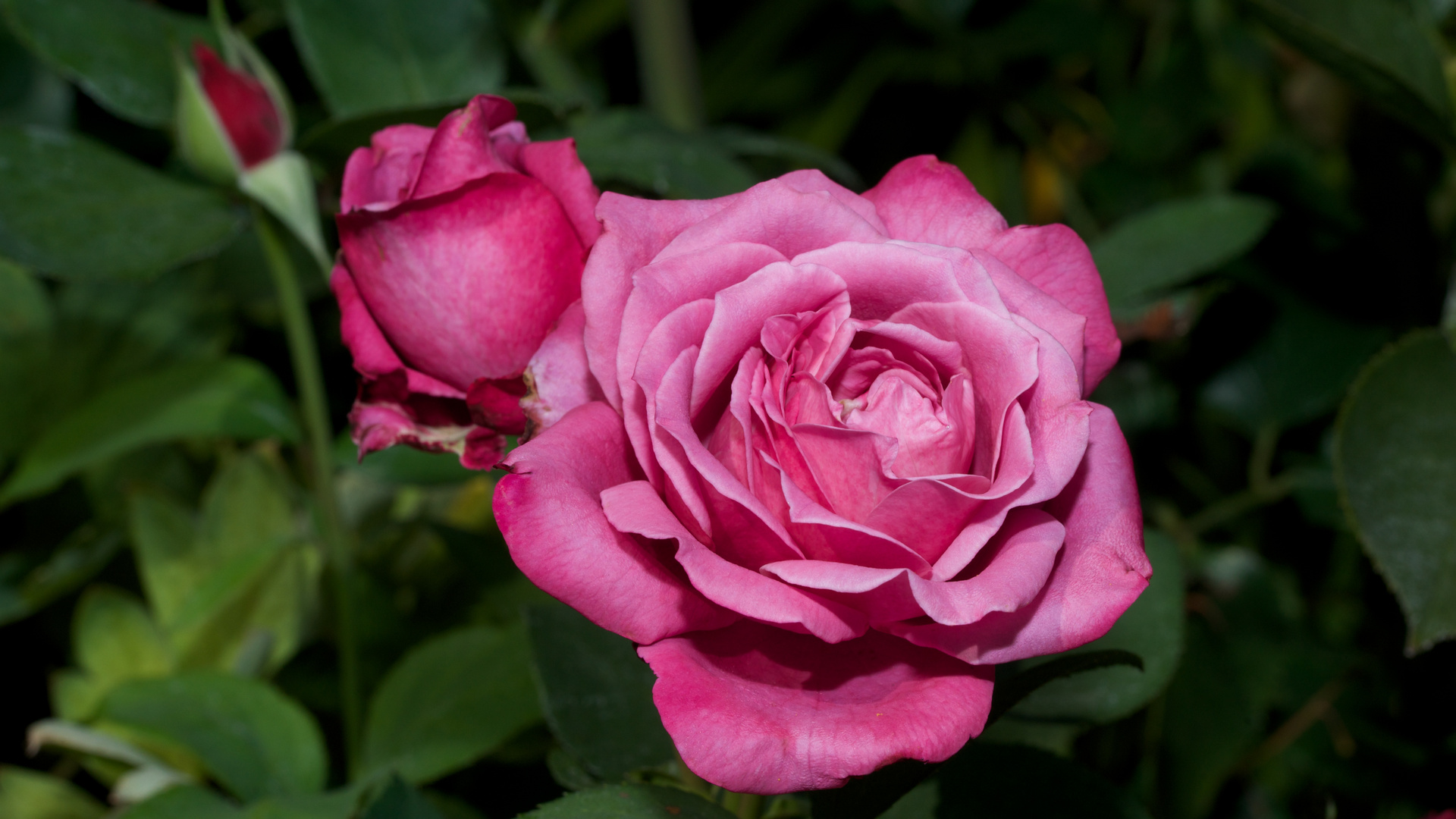 Ein kleiner Rosengruß