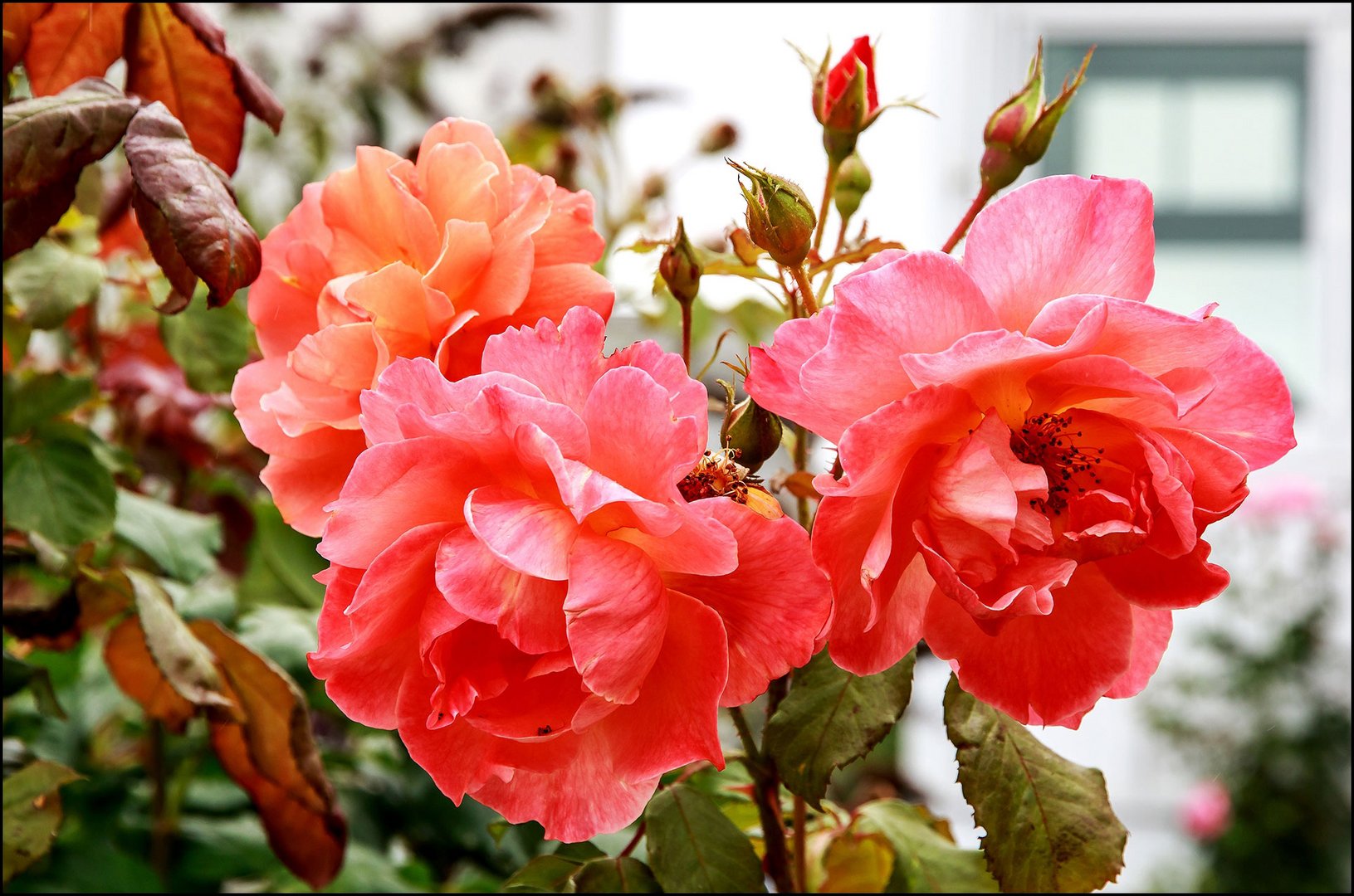 Ein kleiner Rosengruß  !!!