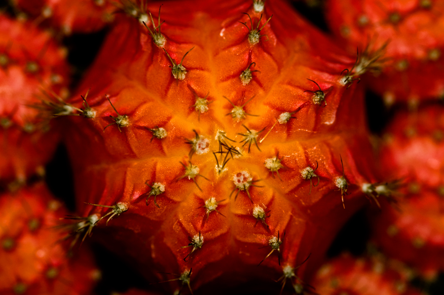 Ein kleiner roter Kaktus