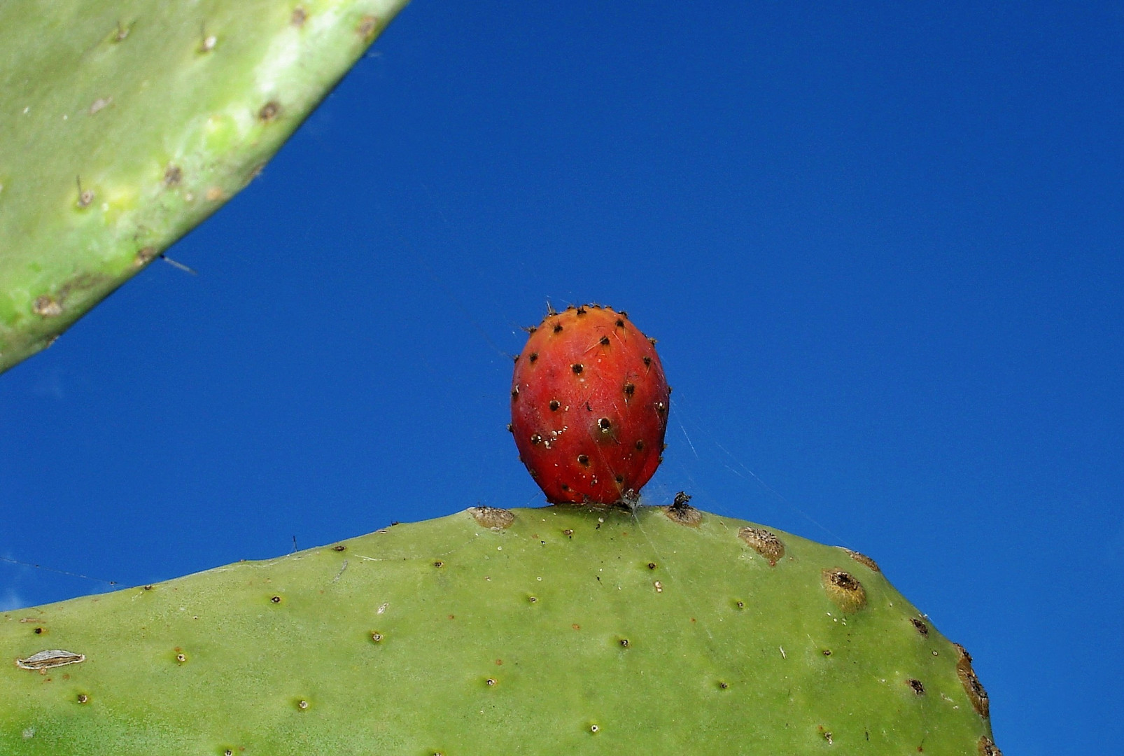 Ein kleiner roter Kaktus....