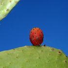 Ein kleiner roter Kaktus....