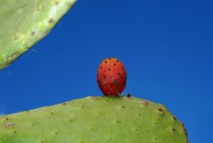 Ein kleiner roter Kaktus....