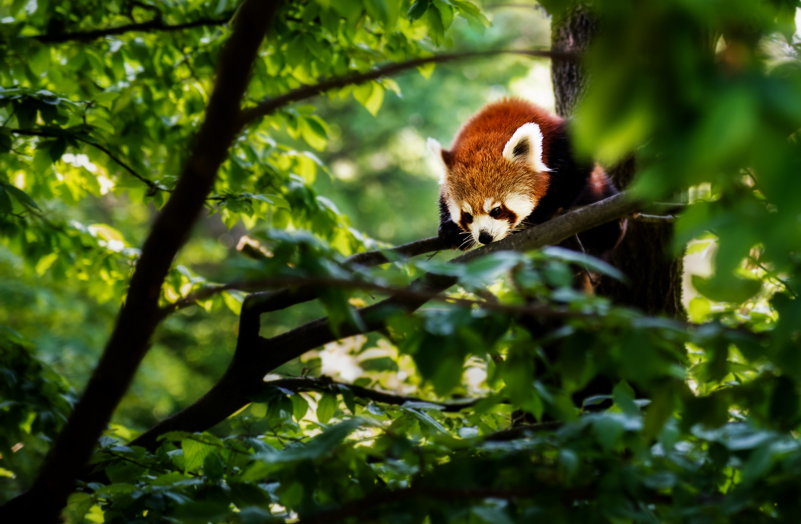 Ein kleiner roter Panda