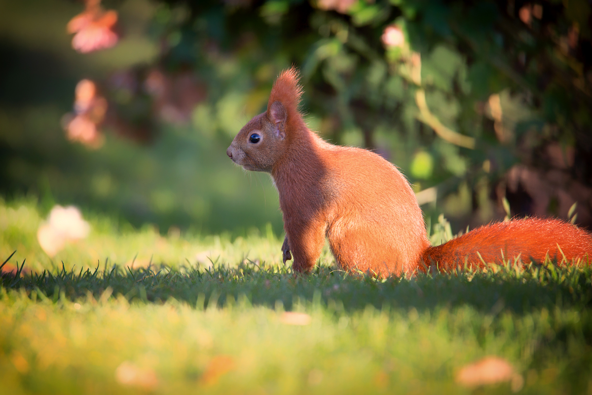 Ein kleiner roter Teddy 