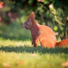 Ein kleiner roter Teddy 