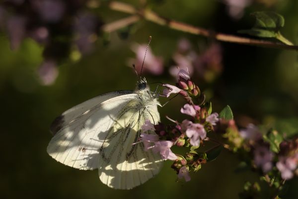 Ein kleiner Rückblick auf den Sommer