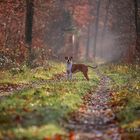 ein kleiner Rückblick in den kühlen Herbst ;-)