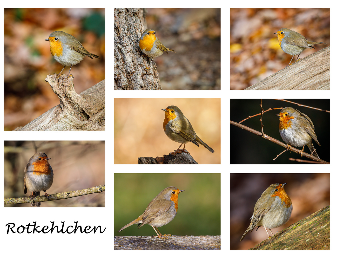 Ein kleiner Rückblick mit einer Rotkehlchen-Collage  