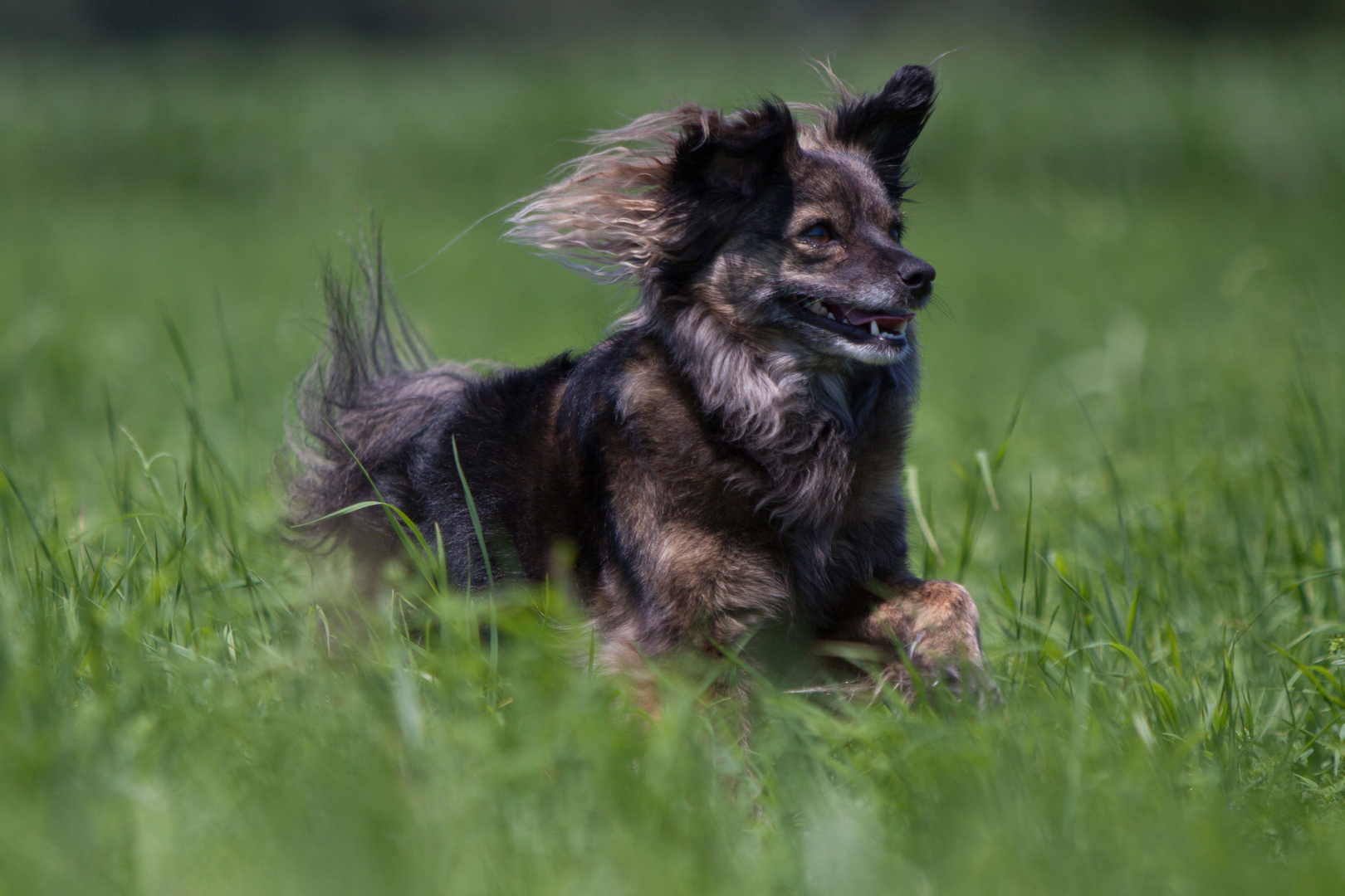 ein kleiner Sausewind